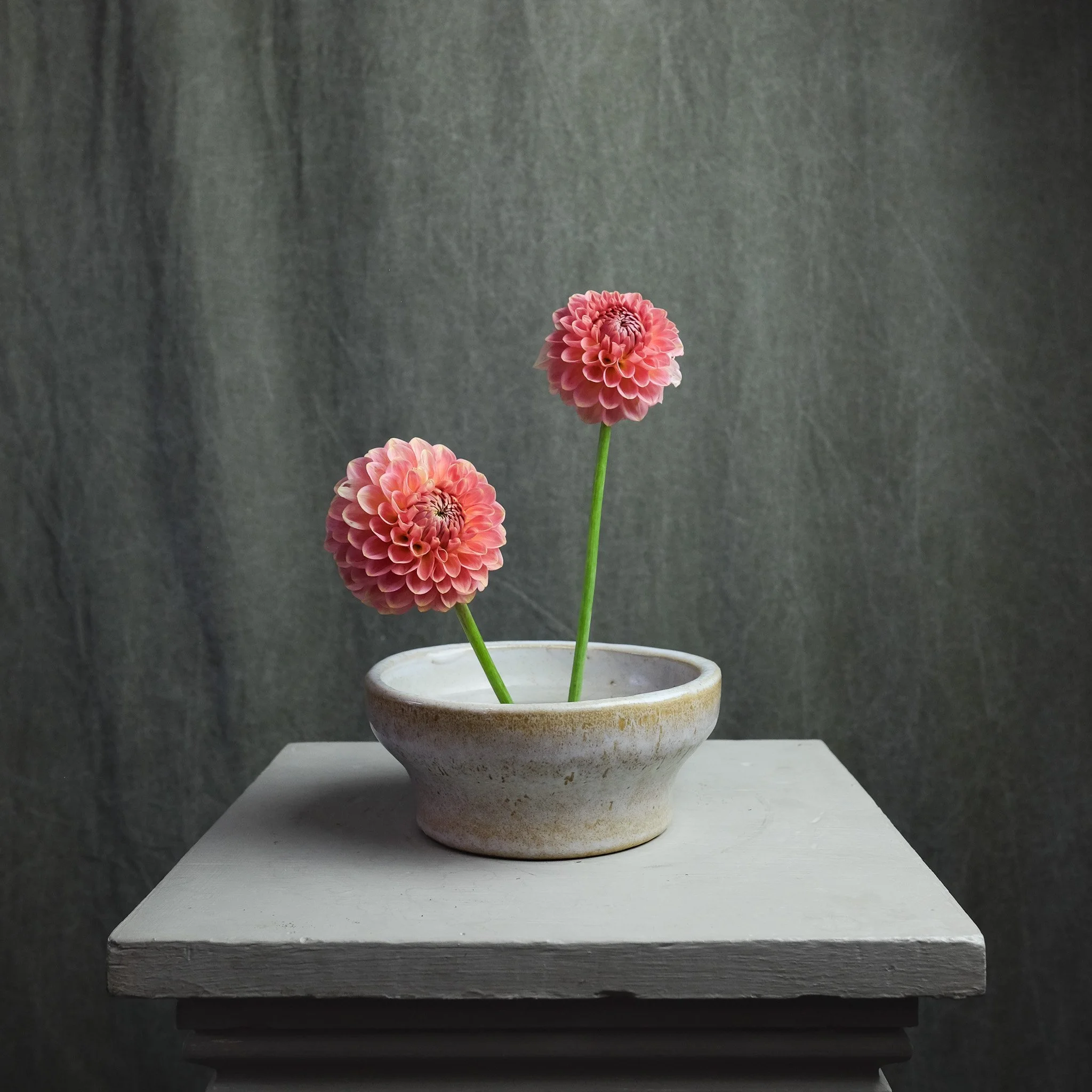 Valley Porcupine — Petal Creek Farm